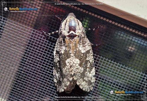 Thumbnail image #2 of the Robin's Carpenterworm Moth