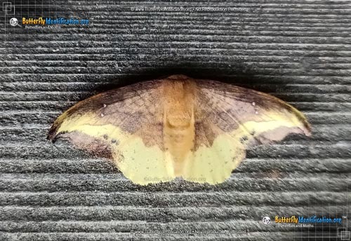 Thumbnail image #1 of the Rose Hooktip Moth