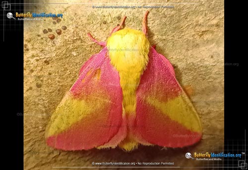 Thumbnail image #5 of the Rosy Maple Moth