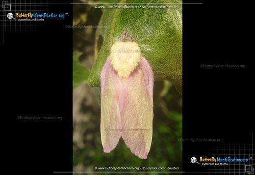 Thumbnail image #4 of the Rosy Maple Moth