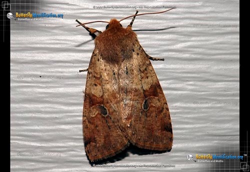 Thumbnail image #1 of the Ruby Quaker Moth