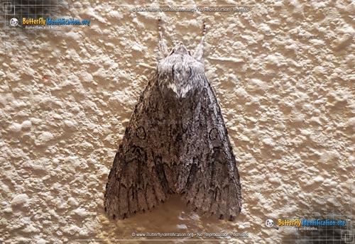 Thumbnail image #1 of the Ruddy Dagger Moth