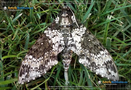 Thumbnail image #1 of the Rustic Sphinx Moth