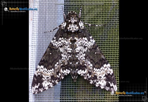 Thumbnail image #6 of the Rustic Sphinx Moth