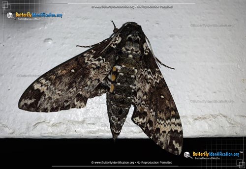 Thumbnail image #3 of the Rustic Sphinx Moth