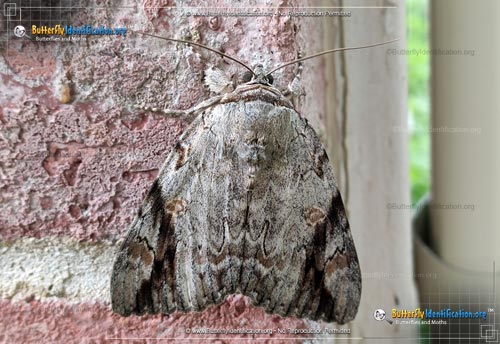 Thumbnail image #1 of the Sad Underwing Moth