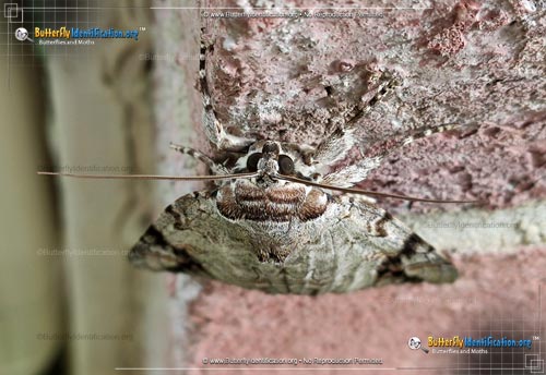 Thumbnail image #2 of the Sad Underwing Moth