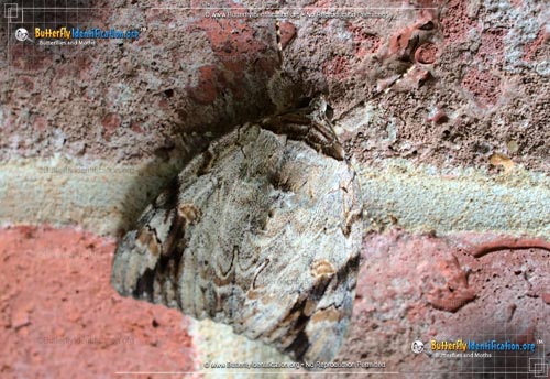 Thumbnail image #3 of the Sad Underwing Moth