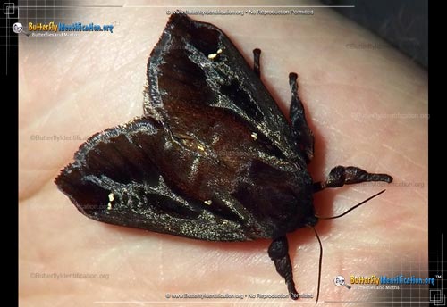 Thumbnail image #1 of the Saddleback Caterpillar Moth
