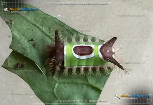 Thumbnail caterpillar image of the Saddleback Caterpillar Moth