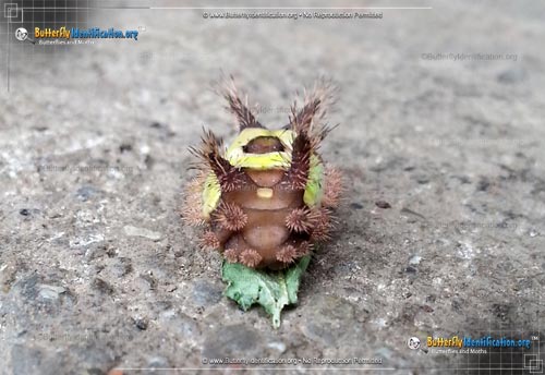 Thumbnail image #3 of the Saddleback Caterpillar Moth