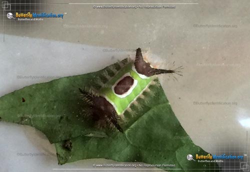 Thumbnail image #4 of the Saddleback Caterpillar Moth