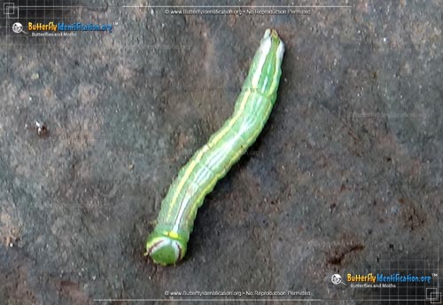 Thumbnail caterpillar image of the Saddled Prominent