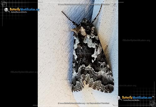 Thumbnail image #1 of the Salt-and-pepper Looper Moth