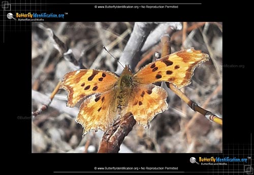 Thumbnail image #1 of the Satyr Comma Butterfly
