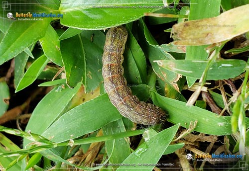 Thumbnail caterpillar image of the Scalloped Sallow