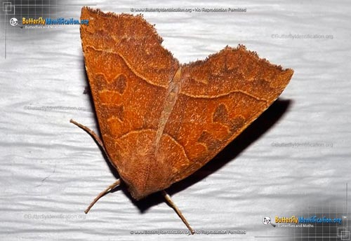 Thumbnail image #1 of the Scalloped Sallow