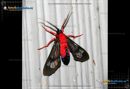 Thumbnail image #1 of the Scarlet-bodied Wasp Moth