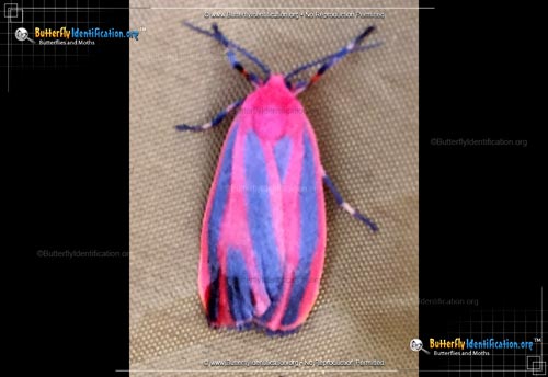 Thumbnail image #1 of the Scarlet-winged Lichen Moth