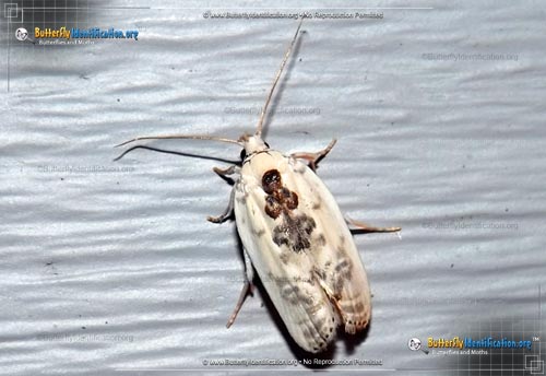 Thumbnail image #1 of the Schlaeger's Fruitworm Moth