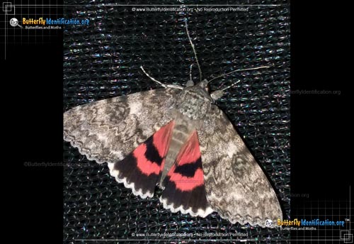 Thumbnail image #1 of the Semirelict Underwing