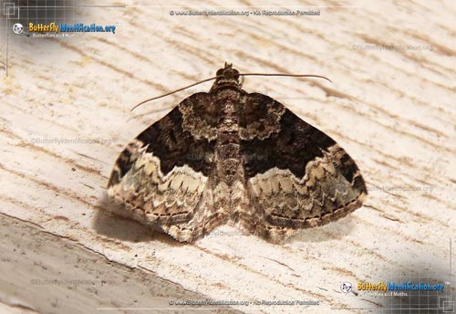Thumbnail image #1 of the Sharp-angled Carpet Moth