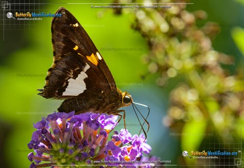 Thumbnail image #3 of the Silver-spotted Skipper