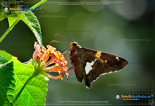 Thumbnail image #4 of the Silver-spotted Skipper