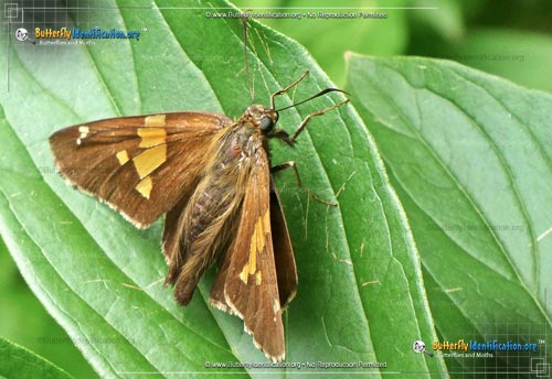 Thumbnail image #6 of the Silver-spotted Skipper