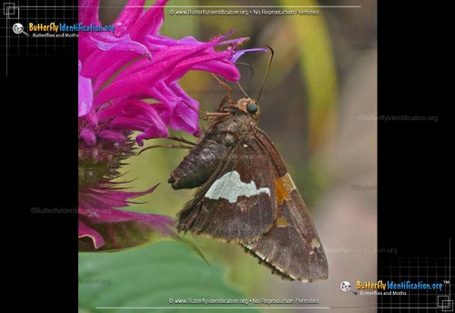 Thumbnail image #5 of the Silver-spotted Skipper