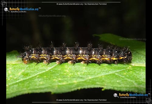 Thumbnail caterpillar image of the Silvery Checkerspot Butterfly