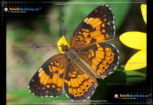 Thumbnail image #1 of the Silvery Checkerspot Butterfly