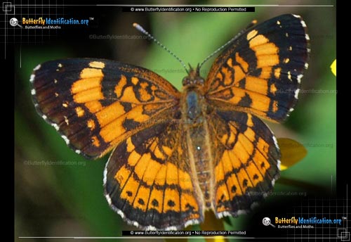 Thumbnail image #2 of the Silvery Checkerspot Butterfly