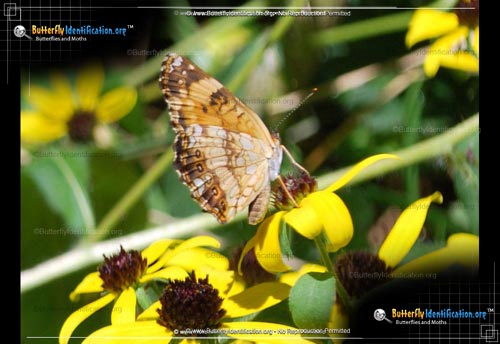 Thumbnail image #3 of the Silvery Checkerspot Butterfly
