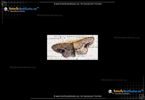 Thumbnail image #1 of the Single-dotted Wave Moth