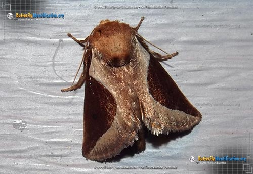 Thumbnail image #1 of the Skiff Moth