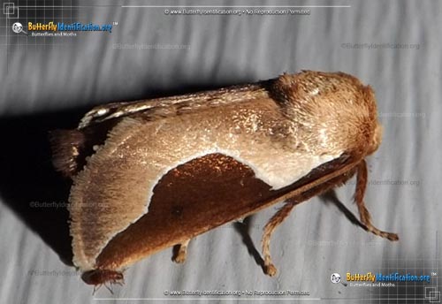 Thumbnail image #2 of the Skiff Moth