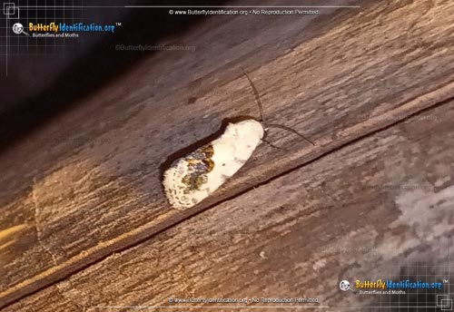 Thumbnail image #2 of the Small Bird Dropping Moth