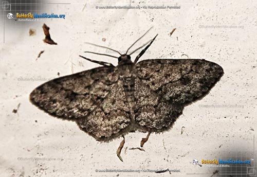 Thumbnail image #1 of the Small Engrailed Moth