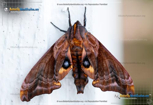 Thumbnail image #4 of the Small-eyed Sphinx Moth