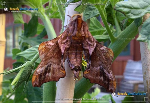 Thumbnail image #2 of the Small-eyed Sphinx Moth