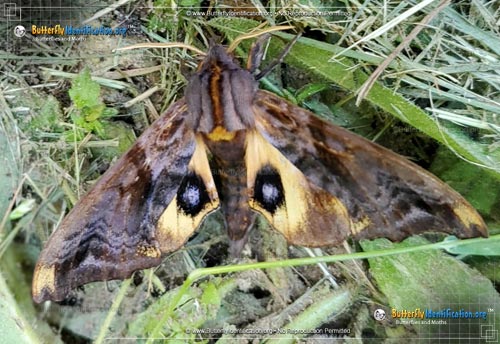 Thumbnail image #3 of the Small-eyed Sphinx Moth