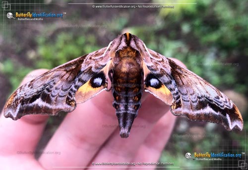 Thumbnail image #6 of the Small-eyed Sphinx Moth