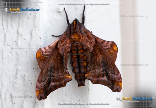 Thumbnail image #1 of the Small-eyed Sphinx Moth