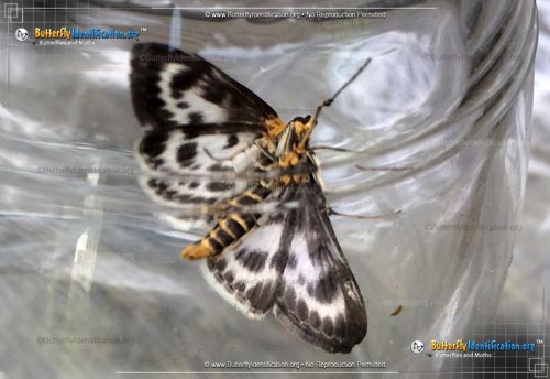 Thumbnail image #1 of the Small Magpie Moth
