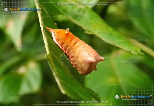 Thumbnail caterpillar image of the Smaller Parasa