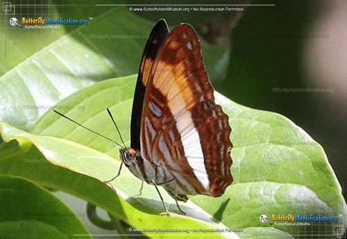 Thumbnail image #1 of the Smooth-banded Sister Butterfly