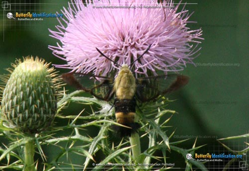 Thumbnail image #1 of the Snowberry Clearwing Moth