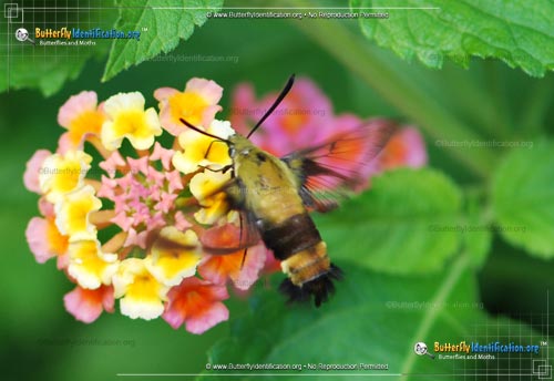 Thumbnail image #2 of the Snowberry Clearwing Moth