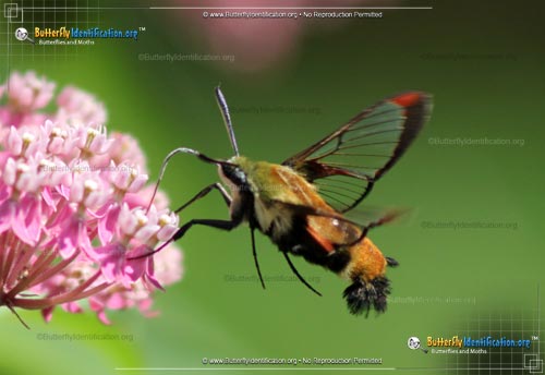 Thumbnail image #5 of the Snowberry Clearwing Moth